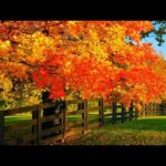 October Autumn Trails of Fall, Beautiful Relaxing  Music, Peaceful  Piano Music, by Tim Janis