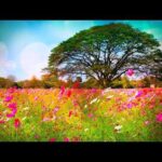 Beautiful Relaxing Music, Peaceful Soothing Music, "Awakening Spring" by Tim Janis