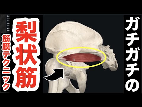 ガチガチ「梨状筋」をユルユルにする、最高の筋膜リリーステクニック!【腰痛 治し方 ストレッチ】How to loosen the piriformis