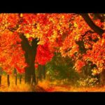 Autumn Golden Leaves, Beautiful Relaxing Hymn Music, Peaceful Soothing Piano Music,  by Tim Janis