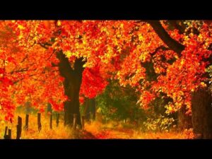 Autumn Golden Leaves, Beautiful Relaxing Hymn Music, Peaceful Soothing Piano Music,  by Tim Janis