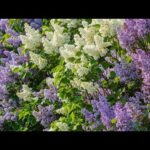 Beautiful Relaxing Hymns, Peaceful Instrumental Music, "Lilacs of Spring" by Tim Janis