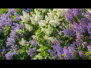 Beautiful Relaxing Hymns, Peaceful Instrumental Music, "Lilacs of Spring" by Tim Janis