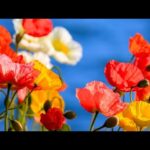 Beautiful Relaxing Music, Peaceful Soothing Instrumental Music, "California poppies" By Tim Janis
