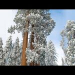 Beautiful Peaceful music, Relaxing  Soothing Instrumental music " Sequoia Snowfall" by Tim Janis