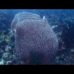 10 Minutes relaxing music + Stunning Underwater beauty