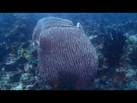 10 Minutes relaxing music + Stunning Underwater beauty
