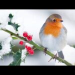 Beautiful Relaxing Hymns, Peaceful  Soothing  Music, "Winter Magical Morning Sunrise" By Tim Janis