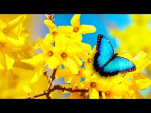 Beautiful Relaxing Music, Peaceful Soothing Instrumental Music, "Lullaby of Spring" by Tim Janis