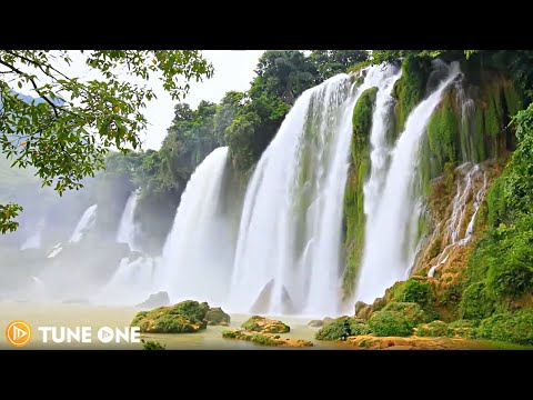 Tropical Waterfall – Camling music in the forest to purify the head 🎵 Stress relief music