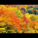 October Golden Autumn, Beautiful Relaxing Music, Peaceful Soothing Instrumental Music, by Tim Janis