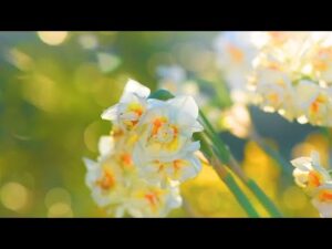 Beautiful Relaxing Music, Peaceful Soothing Music, "Springs Renewing Peace" by Tim Janis