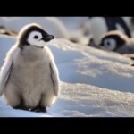 Wilbur's Christmas Journey, Peaceful Christmas Music, Instrumental Christmas Music by Tim Janis