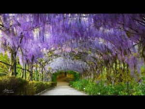 Relaxing Beautiful Music, Peaceful Instrumental Music, "Spring European Countryside" By Tim Janis