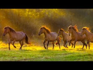 Beautiful Relaxing Music, Peaceful Soothing Instrumental Music, "Horses of the Mt Realms" Tim Janis