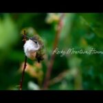 Beautiful Relaxing Music, Peaceful Instrumental Music, "Colorado Hummingbirds" by Tim Janis