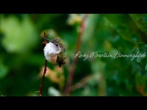 Beautiful Relaxing Music, Peaceful Instrumental Music, "Colorado Hummingbirds" by Tim Janis