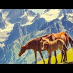 Beautiful Relaxing Hymns, Peaceful Soothing Music, "Horse of the Mountains" By Tim Janis