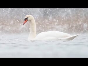 Beautiful Relaxing Music, Peaceful Soothing Instrumental Music, "Snow Swan" by Tim Janis
