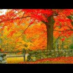 Cozy Autumn Vermont Cabin, Fall Foliage, Peaceful Music, Relaxing soothing Music by Tim Janis