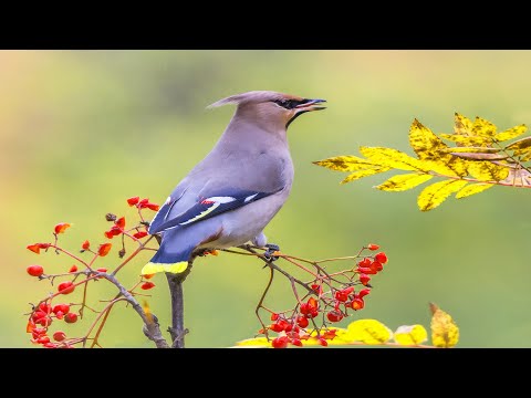 Healing Music for Nervous Disorders, Intense Fatigue, Depression | calm the mind 💞