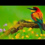 Beautiful Relaxing Music, Peaceful Instrumental Music, Flute & Violin "Wildlife beauty" By Tim Janis