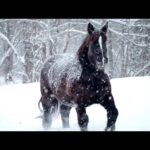 Beautiful Relaxing Soothing Music, Peaceful  Music, "Wild Winter Horses" by Tim Janis