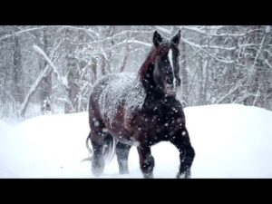 Beautiful Relaxing Soothing Music, Peaceful  Music, "Winter Cozy Cabin" by Tim Janis