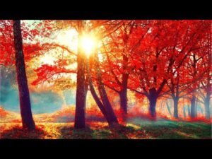 Beautiful Relaxing Music, Peaceful Soothing Instrumental Music, "Autumn Golden Woodlands"  Tim Janis