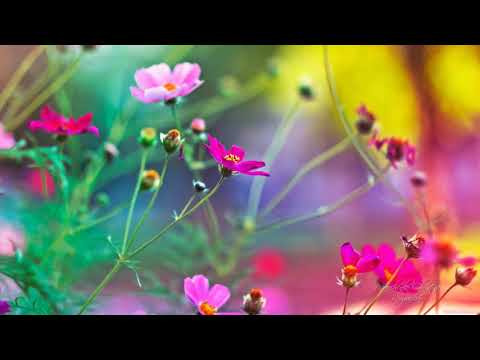 Tim Janis – Amazing Grace