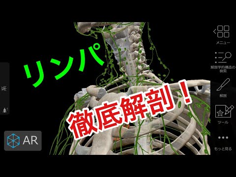 リンパってどこにあるの?どんな働き、効果があるの?