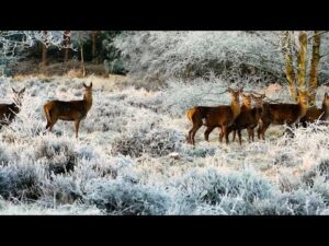 Beautiful Relaxing Hymns, Peaceful Piano Music, "First November Morning Snow" by Tim Janis