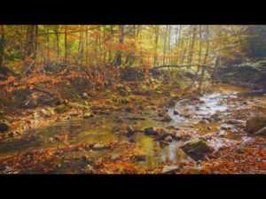 Beautiful Relaxing Hymns, Peaceful Music, "Autumn Golden Morning Sunrise" by Tim Janis