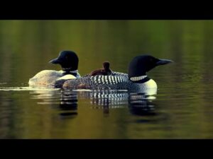 Beautiful Relaxing Music, Peaceful Instrumental Soothing Music "Cry of the Loon"  By Tim Janis