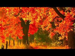 Autumn Golden Leaves, Beautiful Music, Peaceful Soothing Piano Music,  by Tim Janis