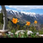 Beautiful Relaxing Music, Peaceful Soothing Music, "Wilderness Wanderings " by Tim Janis