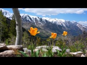 Beautiful Relaxing Music, Peaceful Soothing Music, "Wilderness Wanderings " by Tim Janis
