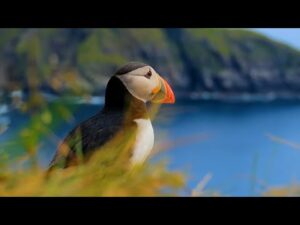 Music for Relaxing, Beautiful Nature imagery, Peaceful Music "Iceland Wilderness" By Tim Janis
