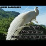 🔴Zen Spiritual yoga|| Massage Meditation || Deep focus, Sleep, Brain Power, Spa & Concentration 2022