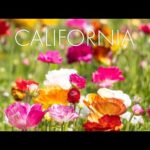 Beautiful Relaxing Music, Peaceful  Soothing  Instrumental Music, "California Summer" By Tim Janis