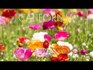 Beautiful Relaxing Music, Peaceful  Soothing  Instrumental Music, "California Summer" By Tim Janis