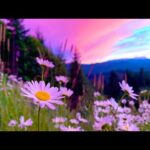Beautiful Instrumental Hymns, Peaceful Music, "California  Morning Meditations" by Tim Janis