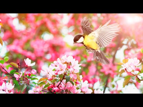 Beautiful Relaxing Music, Peaceful Instrumental Music, "Beautiful Spring Nature Sound"