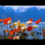 Beautiful Relaxing Music, Peaceful Soothing  Music, "Swiss Mountain Wildflowers" By Tim Janis
