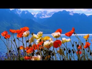 Beautiful Relaxing Music, Peaceful Soothing  Music, "Swiss Mountain Wildflowers" By Tim Janis