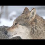 Beautiful Relaxing Music, Peaceful Soothing Instrumental Music, "Wild Winters Montana" by Tim Janis