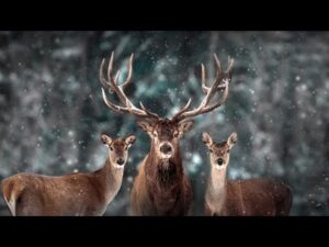 Celtic Music, Instrumental Relaxing Music, Chill Music "Celtic Forest of Light " By Tim Janis