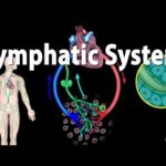 The Lymphatic System Overview, Animation