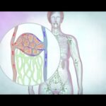 The lymphatic drainage system | Cancer Research UK