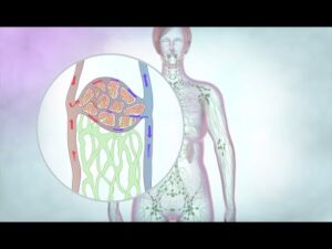The lymphatic drainage system | Cancer Research UK